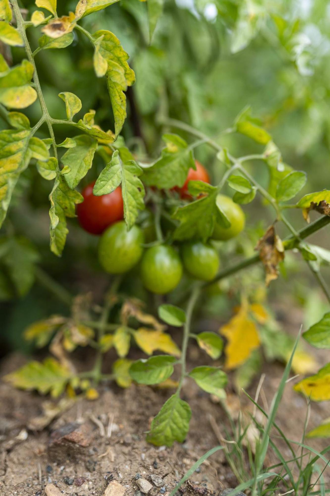Grape Datca Otel Kızlanköy Dış mekan fotoğraf